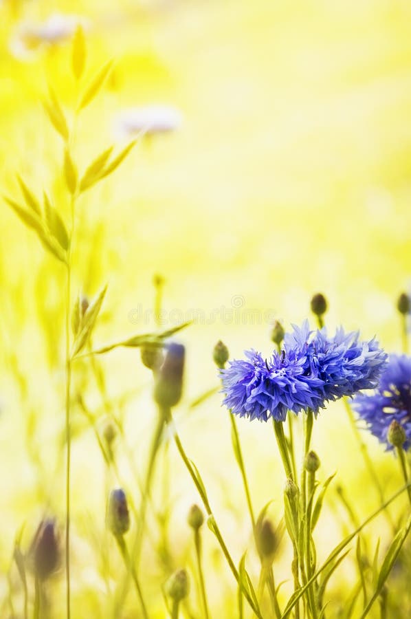 Kwiecisty tło z błękitnymi cornflowers na synny żółtym tle zdjęcia stock