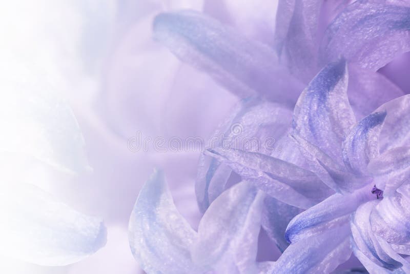 Kwiecisty światło biały tło - purpura - Kwiaty fiołka hiacyntu zakończenie Kwiatu kolaż dla pocztówki