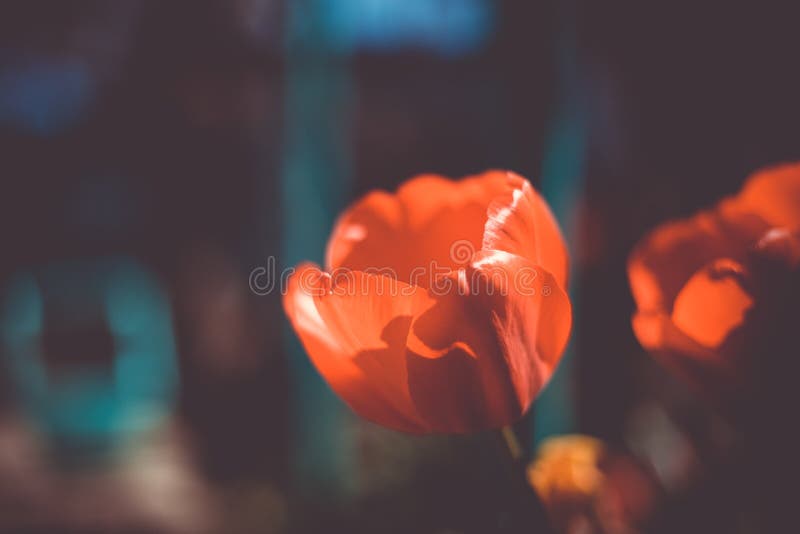 Kwitn?cy czerwony tulipan obraz royalty free Kwitn?cy czerwony tulipan obraz royalty free