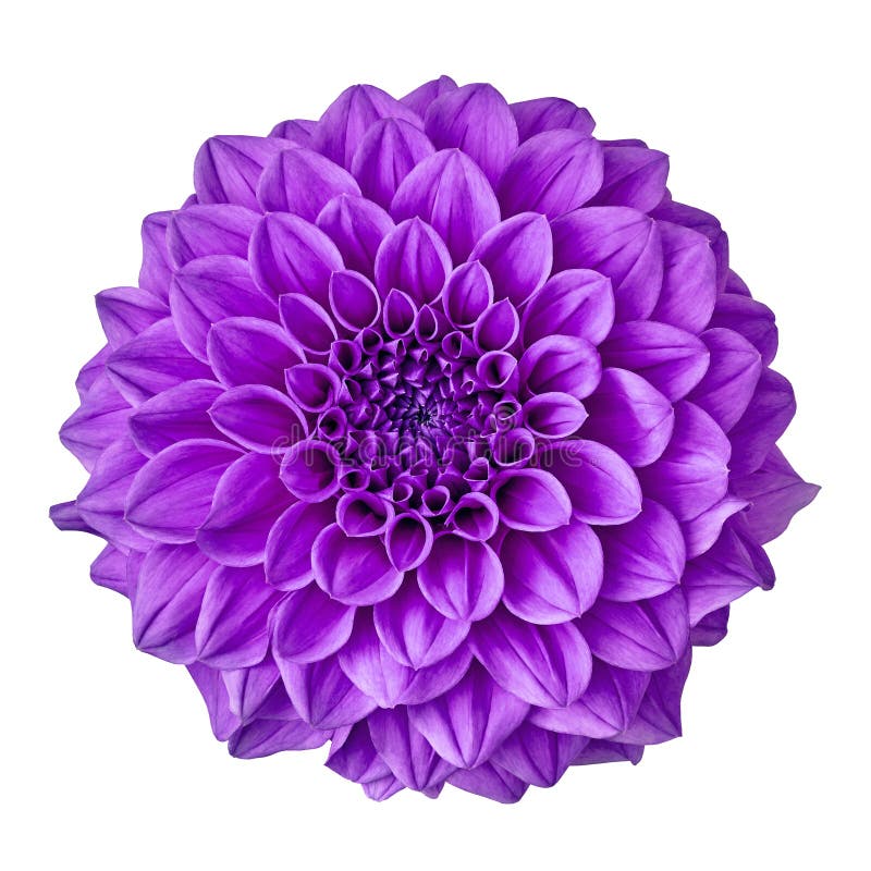 Kwitnie ametystowej purpurowej dalii odizolowywającej na białym tle z ścinek ścieżką Zakończenie obraz stock Kwitnie ametystowej purpurowej dalii odizolowywającej na białym tle z ścinek ścieżką Zakończenie obraz stock
