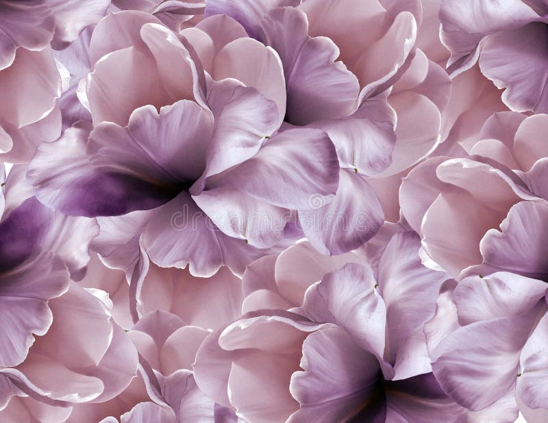 Kwitnie fiołka tło Biali wielcy płatków kwiaty tulipanowi kwiecisty kolaż tła składu powoju kwiatu tulipany biały