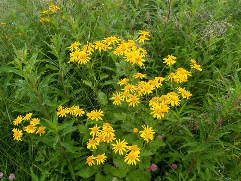 Kwitnie groundsel Senecio podalpejski subalpinus K koch zdjęcie royalty free Kwitnie groundsel Senecio podalpejski subalpinus K koch zdjęcie royalty free