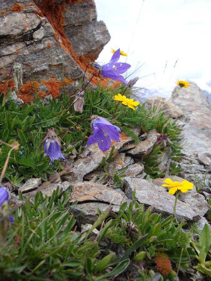 Mountain Cheget. Mountain flowers and lichen. Mountain Cheget. Mountain flowers and lichen.