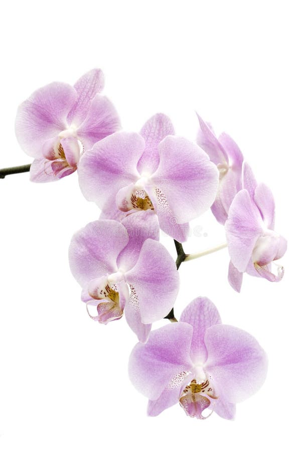 kwitnie hybrydowego storczykowego phalaenopsis zdjęcie stock kwitnie hybrydowego storczykowego phalaenopsis zdjęcie stock