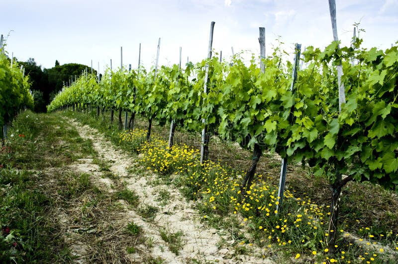 kwitnie Italy montepulciano winnicy kolor żółty zdjęcia stock kwitnie Italy montepulciano winnicy kolor żółty zdjęcia stock
