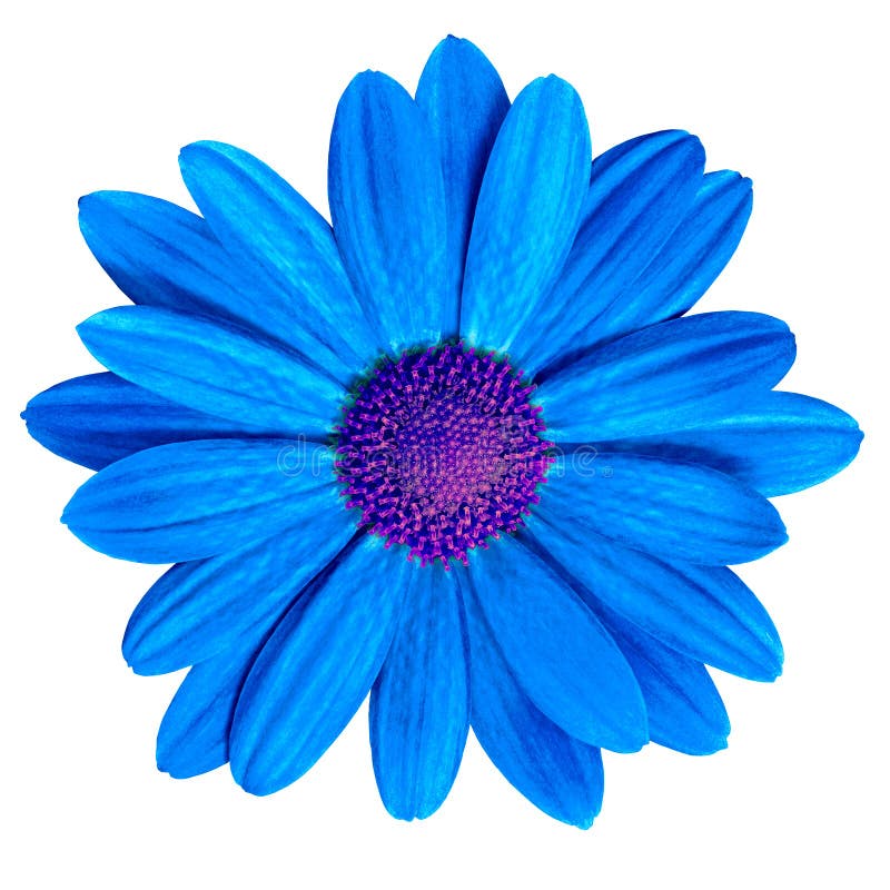 Kwitnie królewskiego błękita purpurowej stokrotki odizolowywającej na białym tle Zakończenie