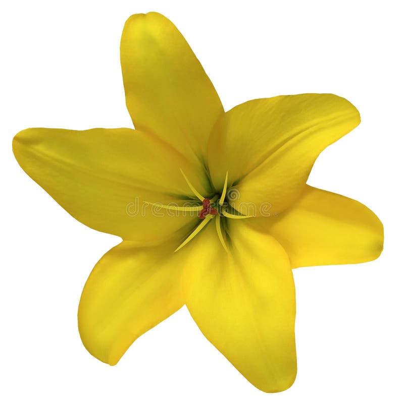 Flower lily yellow on a white background isolated with clipping path. For design. Closeup. Nature. Flower lily yellow on a white background isolated with clipping path. For design. Closeup. Nature.