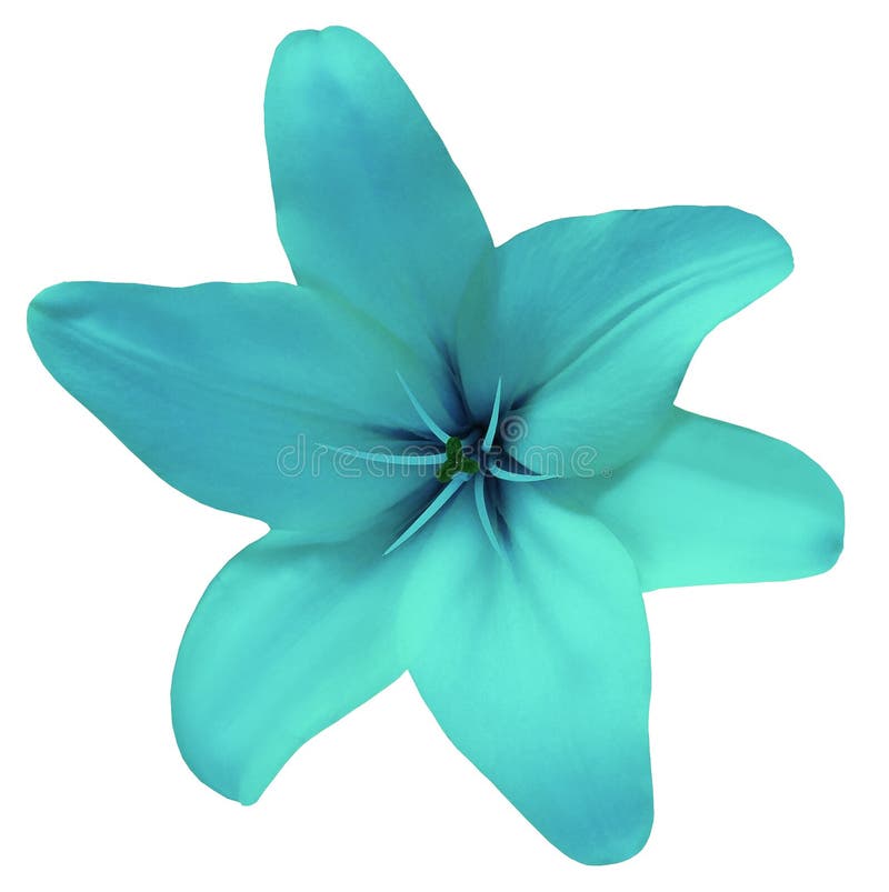 Flower lily turquoise on a white background isolated with clipping path. For design. Closeup. Nature. Flower lily turquoise on a white background isolated with clipping path. For design. Closeup. Nature.