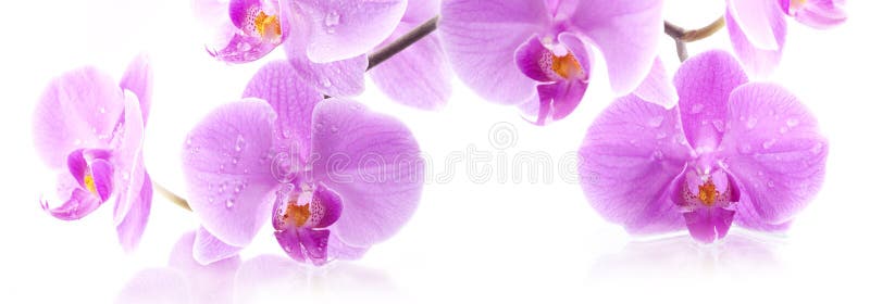 kwitnie orchidei kwitnie orchidei