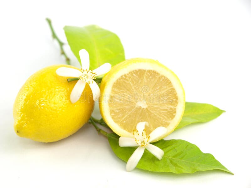 Kwitnie owoc cytrynę
