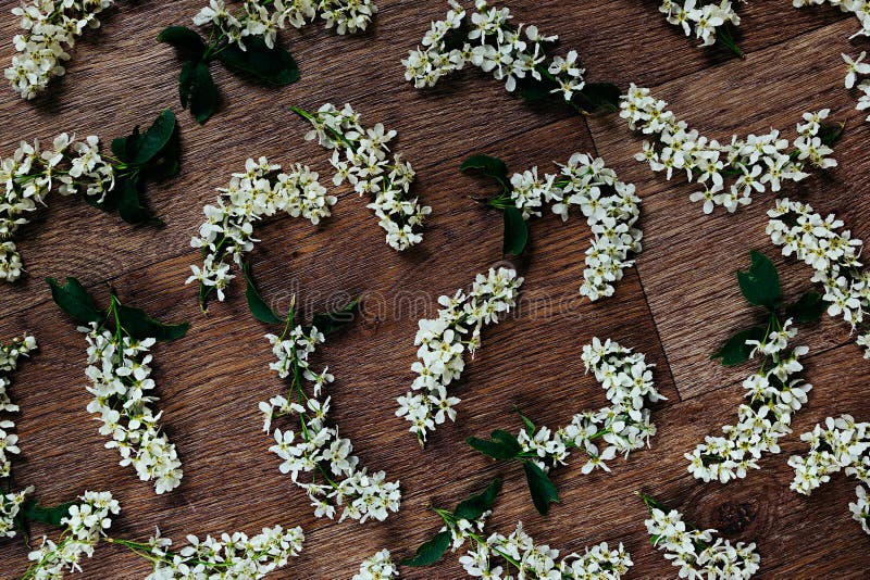 Kwitnie ptasiej wiśni na drewnianym tle szczegółowy rysunek kwiecisty pochodzenie wektora Drewniany tło fotografia stock Kwitnie ptasiej wiśni na drewnianym tle szczegółowy rysunek kwiecisty pochodzenie wektora Drewniany tło fotografia stock