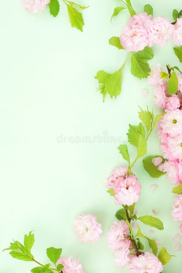 Kwitnie sk?adu t?o pi?kny r??owy Sakura kwitnie na mlecznozielonym tle zdjęcia stock Kwitnie sk?adu t?o pi?kny r??owy Sakura kwitnie na mlecznozielonym tle zdjęcia stock