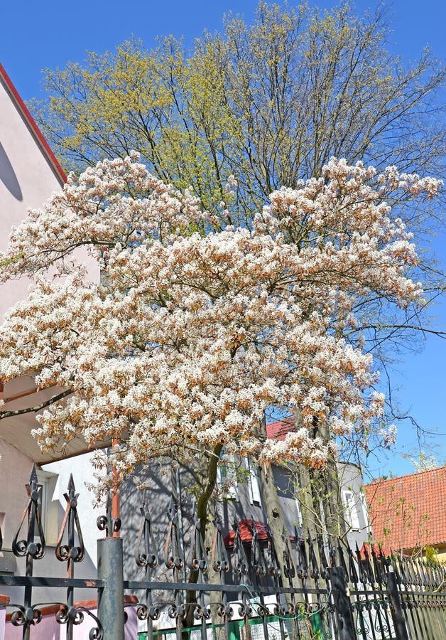 Tree flowering irge Canadian Amelanchier canadensis L. Medik.. Spring. Tree flowering irge Canadian Amelanchier canadensis L. Medik.. Spring.