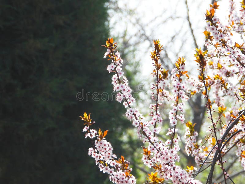 Prunus cerasifera Ehrh. is a shrub or small tree of the genus Prunus in the Rosaceae family. The plant height can reach 8 meters The branches are slender and sometimes have thorns, the small branches are dark red, the winter buds are ovoid, and there are several scales arranged in a tiled pattern. Sometimes, the edges of the scales have sparse cilia Leaves elliptical, ovate or obovate, extremely rare elliptical lanceolate The pedicel is 1-2.2 centimeters long, the calyx tube is bell shaped, the sepals are oval shaped, the petals are white, round or spoon shaped, and the length of the filaments varies The nucleus and fruit are nearly spherical or elliptical The flowering period is in April, and the fruiting period is in August. [8] Cherry plum has a cherry like appearance and a plum like color, hence its name cherry plum. Prunus cerasifera Ehrh. is a shrub or small tree of the genus Prunus in the Rosaceae family. The plant height can reach 8 meters The branches are slender and sometimes have thorns, the small branches are dark red, the winter buds are ovoid, and there are several scales arranged in a tiled pattern. Sometimes, the edges of the scales have sparse cilia Leaves elliptical, ovate or obovate, extremely rare elliptical lanceolate The pedicel is 1-2.2 centimeters long, the calyx tube is bell shaped, the sepals are oval shaped, the petals are white, round or spoon shaped, and the length of the filaments varies The nucleus and fruit are nearly spherical or elliptical The flowering period is in April, and the fruiting period is in August. [8] Cherry plum has a cherry like appearance and a plum like color, hence its name cherry plum.