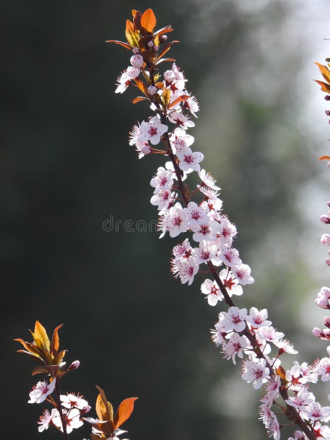 Prunus cerasifera Ehrh. is a shrub or small tree of the genus Prunus in the Rosaceae family. The plant height can reach 8 meters The branches are slender and sometimes have thorns, the small branches are dark red, the winter buds are ovoid, and there are several scales arranged in a tiled pattern. Sometimes, the edges of the scales have sparse cilia Leaves elliptical, ovate or obovate, extremely rare elliptical lanceolate The pedicel is 1-2.2 centimeters long, the calyx tube is bell shaped, the sepals are oval shaped, the petals are white, round or spoon shaped, and the length of the filaments varies The nucleus and fruit are nearly spherical or elliptical The flowering period is in April, and the fruiting period is in August. [8] Cherry plum has a cherry like appearance and a plum like color, hence its name cherry plum. Prunus cerasifera Ehrh. is a shrub or small tree of the genus Prunus in the Rosaceae family. The plant height can reach 8 meters The branches are slender and sometimes have thorns, the small branches are dark red, the winter buds are ovoid, and there are several scales arranged in a tiled pattern. Sometimes, the edges of the scales have sparse cilia Leaves elliptical, ovate or obovate, extremely rare elliptical lanceolate The pedicel is 1-2.2 centimeters long, the calyx tube is bell shaped, the sepals are oval shaped, the petals are white, round or spoon shaped, and the length of the filaments varies The nucleus and fruit are nearly spherical or elliptical The flowering period is in April, and the fruiting period is in August. [8] Cherry plum has a cherry like appearance and a plum like color, hence its name cherry plum.