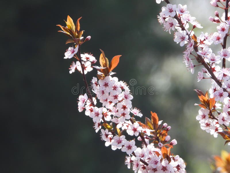 Prunus cerasifera Ehrh. is a shrub or small tree of the genus Prunus in the Rosaceae family. The plant height can reach 8 meters The branches are slender and sometimes have thorns, the small branches are dark red, the winter buds are ovoid, and there are several scales arranged in a tiled pattern. Sometimes, the edges of the scales have sparse cilia Leaves elliptical, ovate or obovate, extremely rare elliptical lanceolate The pedicel is 1-2.2 centimeters long, the calyx tube is bell shaped, the sepals are oval shaped, the petals are white, round or spoon shaped, and the length of the filaments varies The nucleus and fruit are nearly spherical or elliptical The flowering period is in April, and the fruiting period is in August. [8] Cherry plum has a cherry like appearance and a plum like color, hence its name cherry plum. Prunus cerasifera Ehrh. is a shrub or small tree of the genus Prunus in the Rosaceae family. The plant height can reach 8 meters The branches are slender and sometimes have thorns, the small branches are dark red, the winter buds are ovoid, and there are several scales arranged in a tiled pattern. Sometimes, the edges of the scales have sparse cilia Leaves elliptical, ovate or obovate, extremely rare elliptical lanceolate The pedicel is 1-2.2 centimeters long, the calyx tube is bell shaped, the sepals are oval shaped, the petals are white, round or spoon shaped, and the length of the filaments varies The nucleus and fruit are nearly spherical or elliptical The flowering period is in April, and the fruiting period is in August. [8] Cherry plum has a cherry like appearance and a plum like color, hence its name cherry plum.