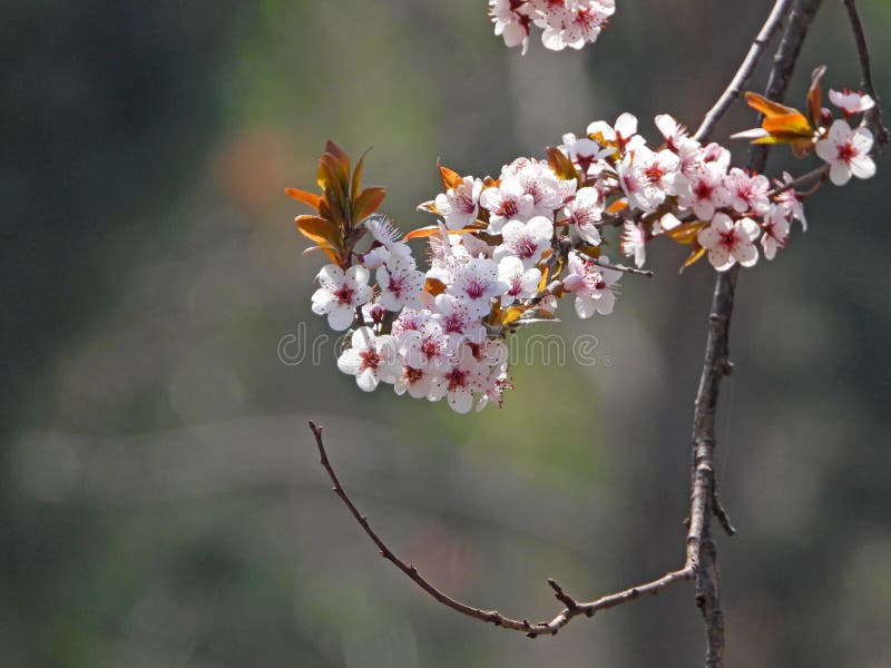 Prunus cerasifera Ehrh. is a shrub or small tree of the genus Prunus in the Rosaceae family. The plant height can reach 8 meters The branches are slender and sometimes have thorns, the small branches are dark red, the winter buds are ovoid, and there are several scales arranged in a tiled pattern. Sometimes, the edges of the scales have sparse cilia Leaves elliptical, ovate or obovate, extremely rare elliptical lanceolate The pedicel is 1-2.2 centimeters long, the calyx tube is bell shaped, the sepals are oval shaped, the petals are white, round or spoon shaped, and the length of the filaments varies The nucleus and fruit are nearly spherical or elliptical The flowering period is in April, and the fruiting period is in August. [8] Cherry plum has a cherry like appearance and a plum like color, hence its name cherry plum. Prunus cerasifera Ehrh. is a shrub or small tree of the genus Prunus in the Rosaceae family. The plant height can reach 8 meters The branches are slender and sometimes have thorns, the small branches are dark red, the winter buds are ovoid, and there are several scales arranged in a tiled pattern. Sometimes, the edges of the scales have sparse cilia Leaves elliptical, ovate or obovate, extremely rare elliptical lanceolate The pedicel is 1-2.2 centimeters long, the calyx tube is bell shaped, the sepals are oval shaped, the petals are white, round or spoon shaped, and the length of the filaments varies The nucleus and fruit are nearly spherical or elliptical The flowering period is in April, and the fruiting period is in August. [8] Cherry plum has a cherry like appearance and a plum like color, hence its name cherry plum.