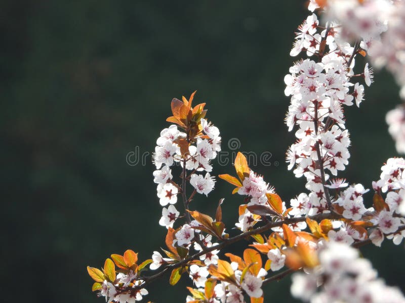 Prunus cerasifera Ehrh. is a shrub or small tree of the genus Prunus in the Rosaceae family. The plant height can reach 8 meters The branches are slender and sometimes have thorns, the small branches are dark red, the winter buds are ovoid, and there are several scales arranged in a tiled pattern. Sometimes, the edges of the scales have sparse cilia Leaves elliptical, ovate or obovate, extremely rare elliptical lanceolate The pedicel is 1-2.2 centimeters long, the calyx tube is bell shaped, the sepals are oval shaped, the petals are white, round or spoon shaped, and the length of the filaments varies The nucleus and fruit are nearly spherical or elliptical The flowering period is in April, and the fruiting period is in August. [8] Cherry plum has a cherry like appearance and a plum like color, hence its name cherry plum. Prunus cerasifera Ehrh. is a shrub or small tree of the genus Prunus in the Rosaceae family. The plant height can reach 8 meters The branches are slender and sometimes have thorns, the small branches are dark red, the winter buds are ovoid, and there are several scales arranged in a tiled pattern. Sometimes, the edges of the scales have sparse cilia Leaves elliptical, ovate or obovate, extremely rare elliptical lanceolate The pedicel is 1-2.2 centimeters long, the calyx tube is bell shaped, the sepals are oval shaped, the petals are white, round or spoon shaped, and the length of the filaments varies The nucleus and fruit are nearly spherical or elliptical The flowering period is in April, and the fruiting period is in August. [8] Cherry plum has a cherry like appearance and a plum like color, hence its name cherry plum.