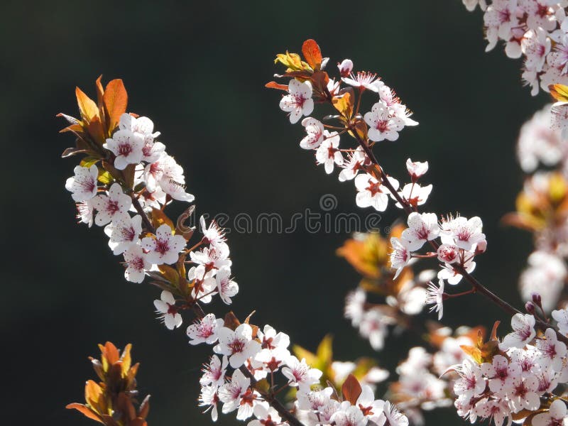 Prunus cerasifera Ehrh. is a shrub or small tree of the genus Prunus in the Rosaceae family. The plant height can reach 8 meters The branches are slender and sometimes have thorns, the small branches are dark red, the winter buds are ovoid, and there are several scales arranged in a tiled pattern. Sometimes, the edges of the scales have sparse cilia Leaves elliptical, ovate or obovate, extremely rare elliptical lanceolate The pedicel is 1-2.2 centimeters long, the calyx tube is bell shaped, the sepals are oval shaped, the petals are white, round or spoon shaped, and the length of the filaments varies The nucleus and fruit are nearly spherical or elliptical The flowering period is in April, and the fruiting period is in August. [8] Cherry plum has a cherry like appearance and a plum like color, hence its name cherry plum. Prunus cerasifera Ehrh. is a shrub or small tree of the genus Prunus in the Rosaceae family. The plant height can reach 8 meters The branches are slender and sometimes have thorns, the small branches are dark red, the winter buds are ovoid, and there are several scales arranged in a tiled pattern. Sometimes, the edges of the scales have sparse cilia Leaves elliptical, ovate or obovate, extremely rare elliptical lanceolate The pedicel is 1-2.2 centimeters long, the calyx tube is bell shaped, the sepals are oval shaped, the petals are white, round or spoon shaped, and the length of the filaments varies The nucleus and fruit are nearly spherical or elliptical The flowering period is in April, and the fruiting period is in August. [8] Cherry plum has a cherry like appearance and a plum like color, hence its name cherry plum.