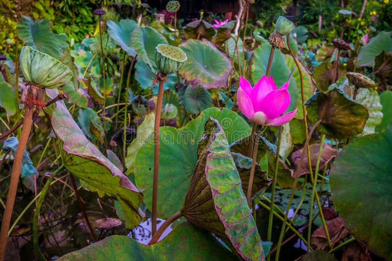 Blooming pink water lily in a tropical pond. The green leaves and seedcases are all around. Ubud, Bali, April 14, 2018. Blooming pink water lily in a tropical pond. The green leaves and seedcases are all around. Ubud, Bali, April 14, 2018