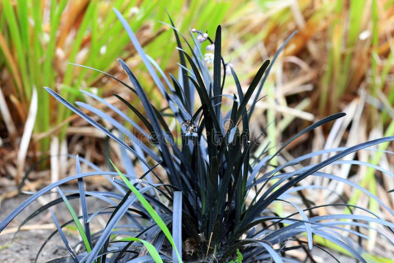 Flowering black mondo grass Ophiopogon planiscapus Nigrescens growing in summer garden. Flowering black mondo grass Ophiopogon planiscapus Nigrescens growing in summer garden