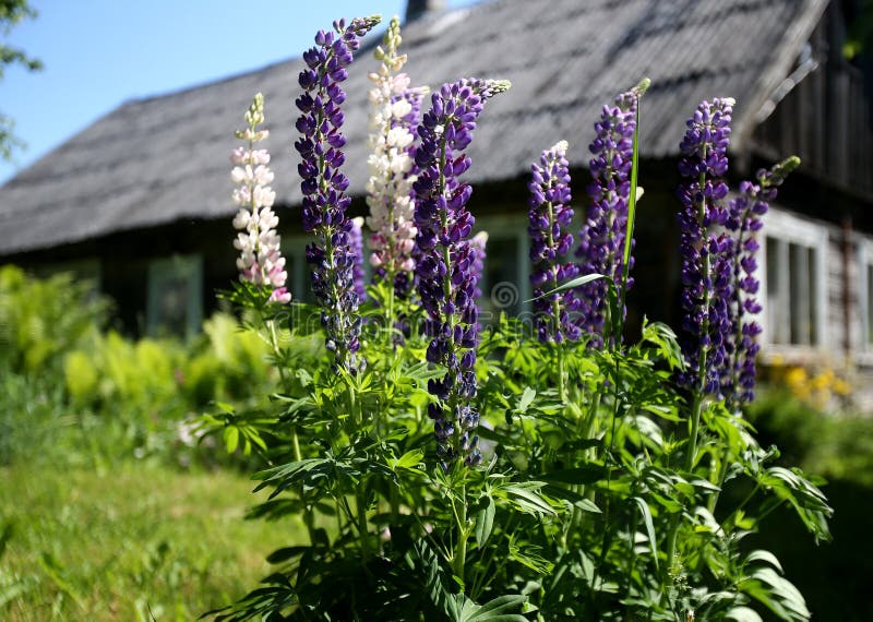Kwitnące łupiny w ogrodzie. zamknięcie kwiatów lupejskich. żywe kwiatowe podłoże botaniczne. wielokolorowe kwiaty zdjęcie stock