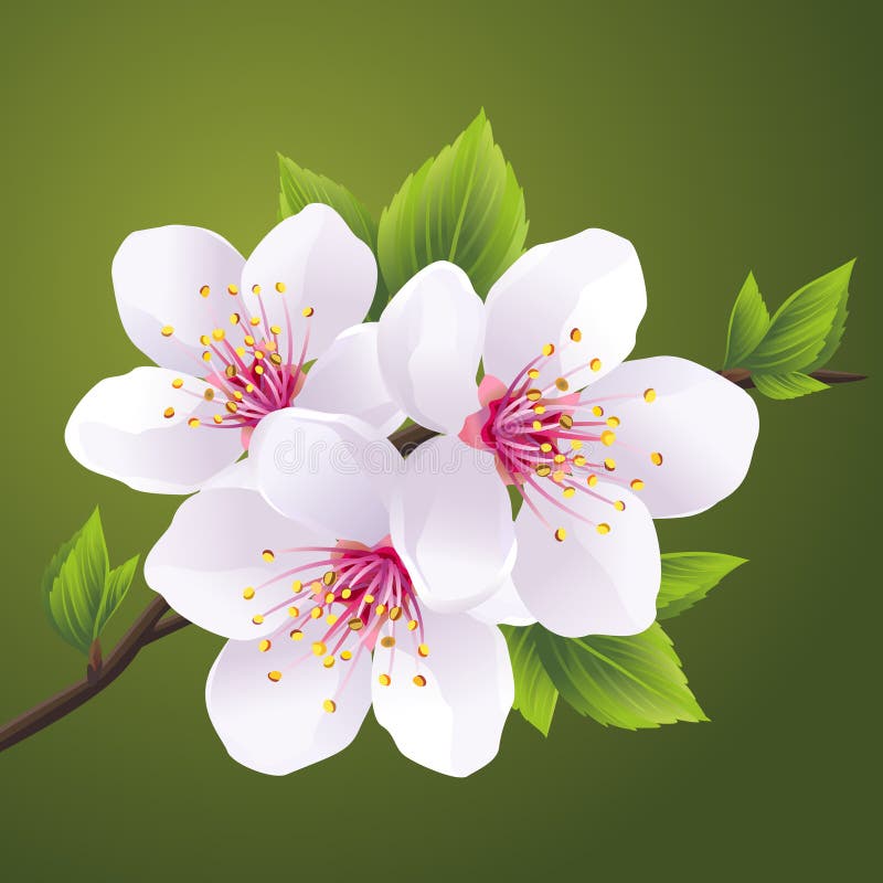 Kwitnący gałąź Sakura - czereśniowy drzewo ilustracja wektor Kwitnący gałąź Sakura - czereśniowy drzewo ilustracja wektor