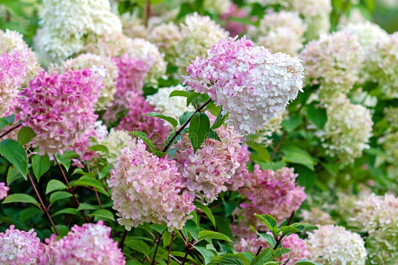 Flowering Hydrangea paniculata Vanille Fraise with pink and white flowers. Flowering Hydrangea paniculata Vanille Fraise with pink and white flowers