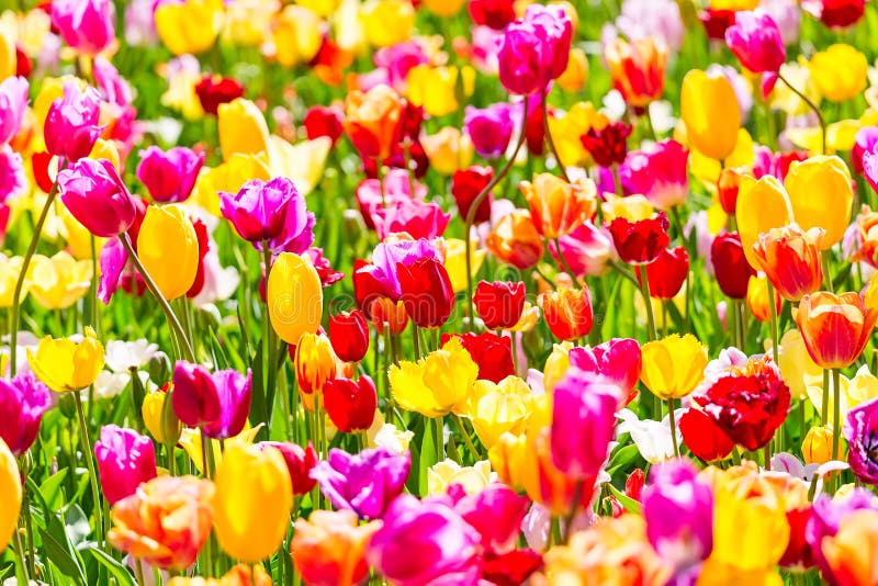Kwitnący kolorowy tulipanu flowerbed w Keukenhof kwiatu ogródzie Popularna atrakcja turystyczna Lisse, Holandia, holandie Selekcy obrazy stock Kwitnący kolorowy tulipanu flowerbed w Keukenhof kwiatu ogródzie Popularna atrakcja turystyczna Lisse, Holandia, holandie Selekcy obrazy stock