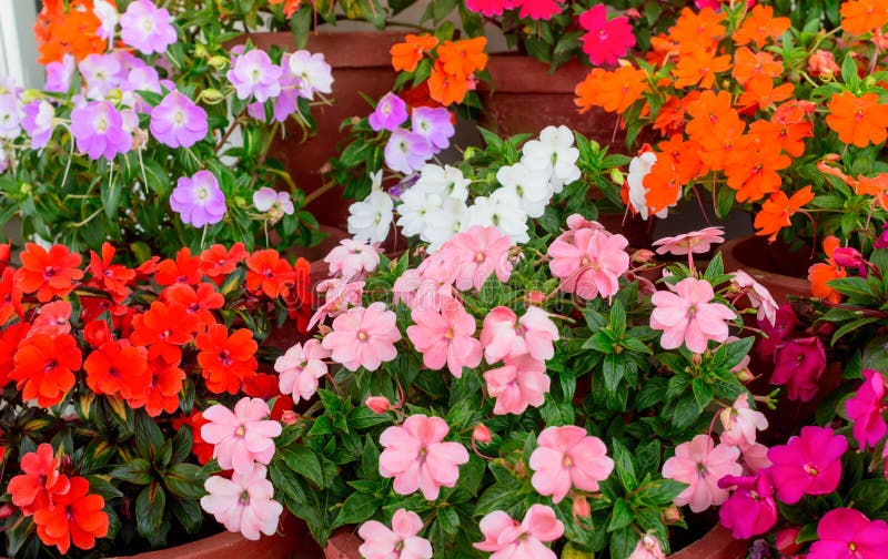 Beautiful blooming multicolored Impatiens flowers in containers. Beautiful blooming multicolored Impatiens flowers in containers
