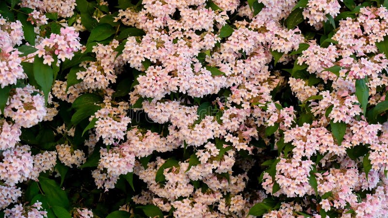 Kwitzia amabilisblooming vårbuskar i trädgården. tillnärmning. skönhetsbuskar, blomstrande buske.