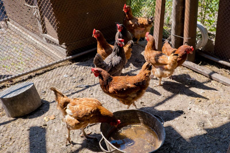 Kycklingar i en kycklingkoop royaltyfria foton