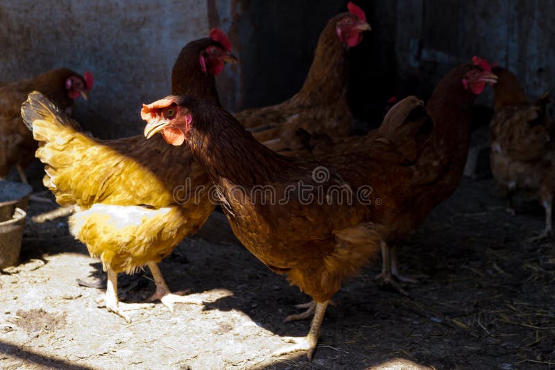 Kycklingar i en kycklingkoop royaltyfria foton