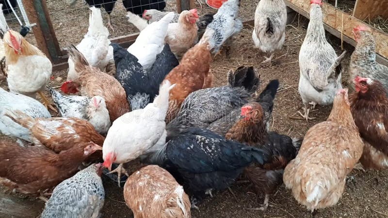 Kycklingfarm. kycklingpartier arkivbilder