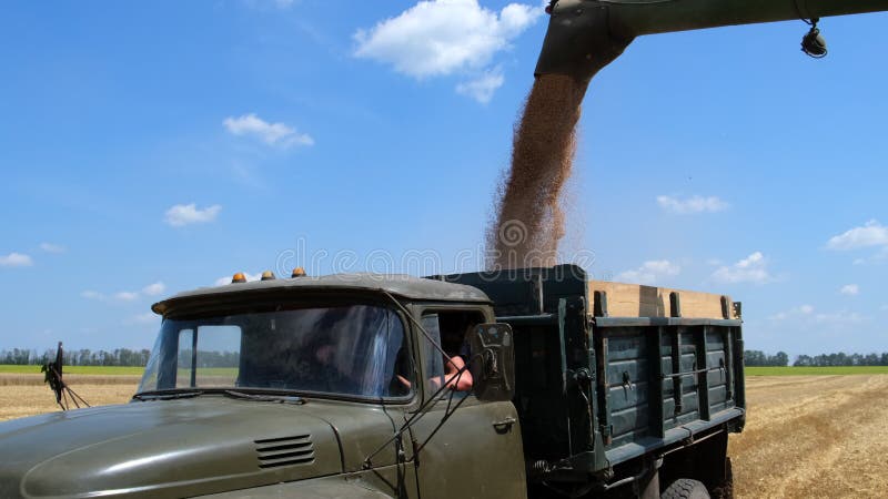 Kyiv ucrania julio 31 2021 : cosechador de grano que trabaja en el medio agrícola cargando granos de trigo en camiones. movimiento