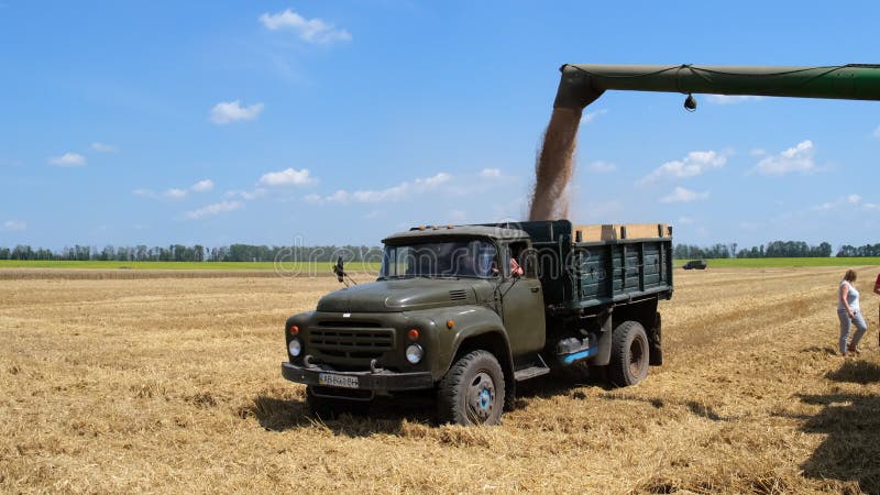 Kyiv ucrania julio 31 2021 : cosechador de grano que trabaja en el medio agrícola cargando granos de trigo en camiones. movimiento