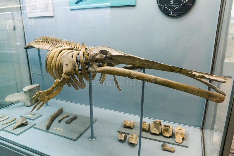 KYIV, UKRAINE - JUNE 16, 2018: National Museum of Natural Sciences of  Ukraine. Fossil Age Sea Animal, Archaeology Bones Editorial Stock Image -  Image of extinction, museum: 156646559