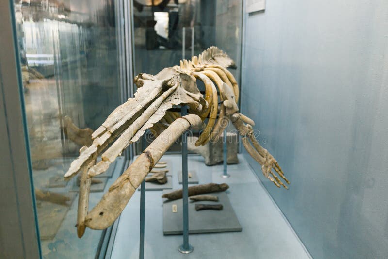 KYIV, UKRAINE - JUNE 16, 2018: National Museum of Natural Sciences of Ukraine. Fossil prehistoric sea jura animal in museum. stock photo KYIV, UKRAINE - JUNE 16, 2018: National Museum of Natural Sciences of Ukraine. Fossil prehistoric sea jura animal in museum. stock photo