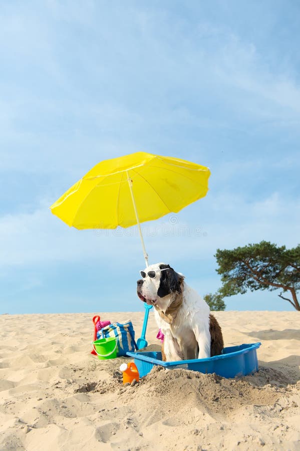 Kyla Ner För Hund På Stranden Arkivfoto - Bild av semester, parasoll:  42956970