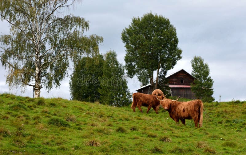 Kyloe cattles in Sweden