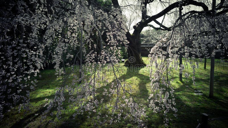 Sakura in Kyoto, Japan