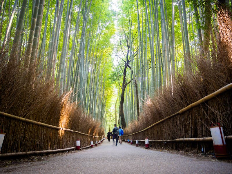 KYOTO, GIAPPONE - 5 LUGLIO 2017: Pwoman non identificato che cammina in un percorso alla bella foresta di bambù a Arashiyama, Kyo immagini stock libere da diritti KYOTO, GIAPPONE - 5 LUGLIO 2017: Pwoman non identificato che cammina in un percorso alla bella foresta di bambù a Arashiyama, Kyo immagini stock libere da diritti