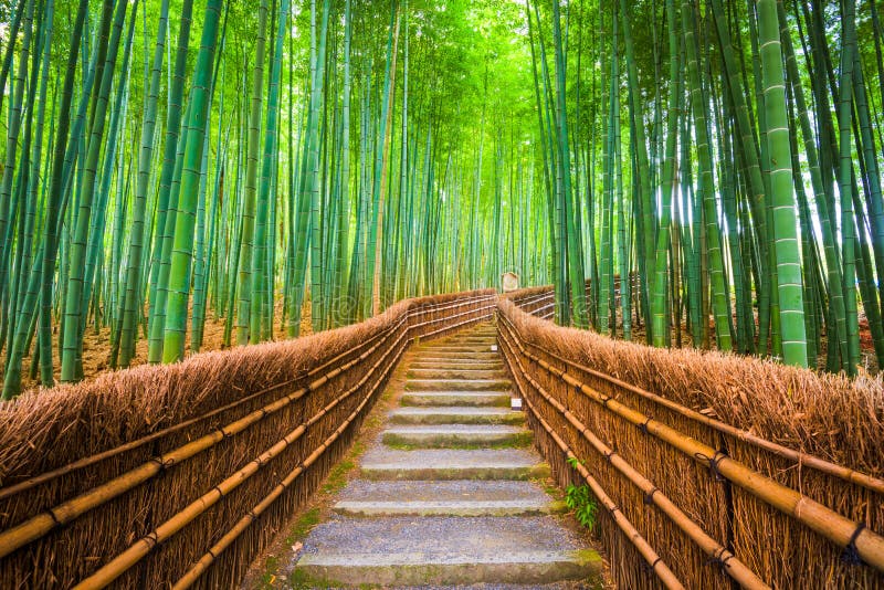 Kyoto Japan bambuskog royaltyfri foto