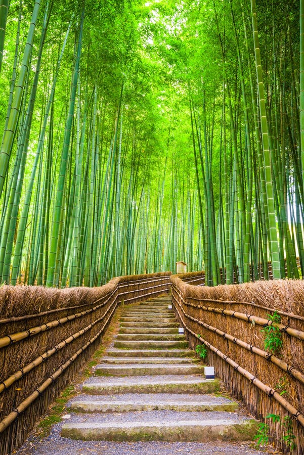 Kyoto Japan bambuskog fotografering för bildbyråer