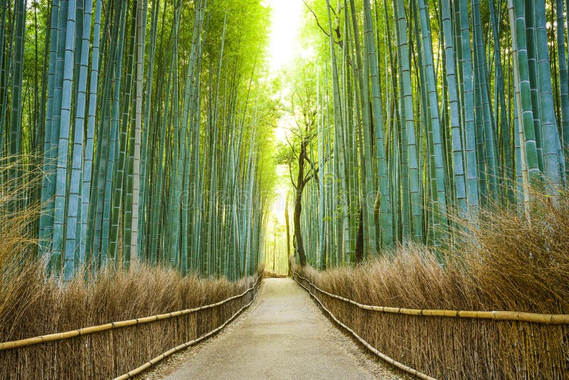 Kyoto Japan bambuskog fotografering för bildbyråer