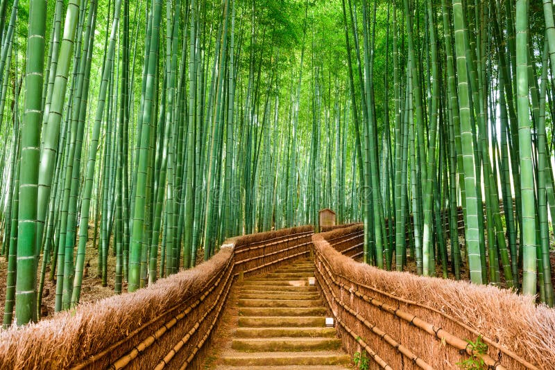 Kyoto Japan bambuskog royaltyfria bilder