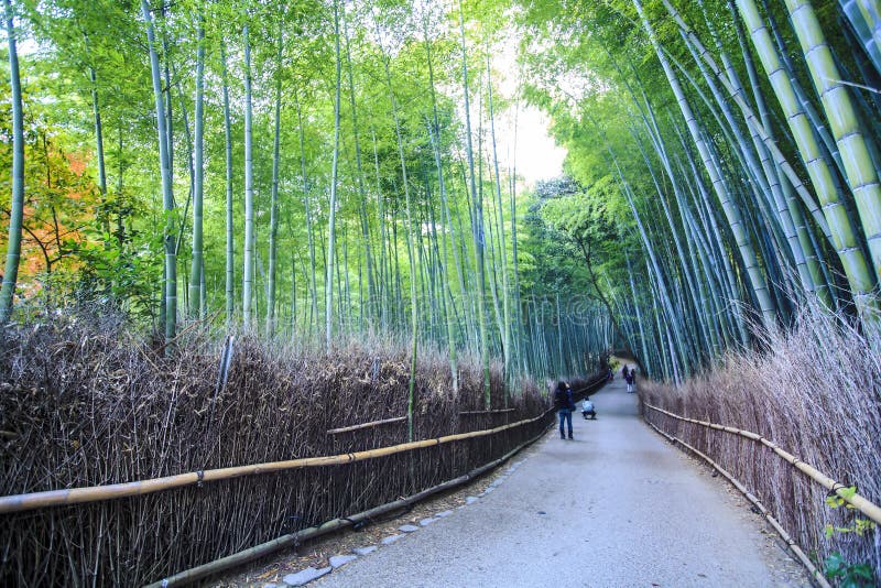 Kyoto, Japan - grüne Bambuswaldung in Arashiyama