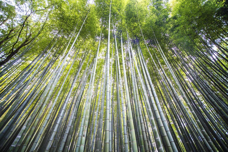 Kyoto, Japan - grüne Bambuswaldung in Arashiyama