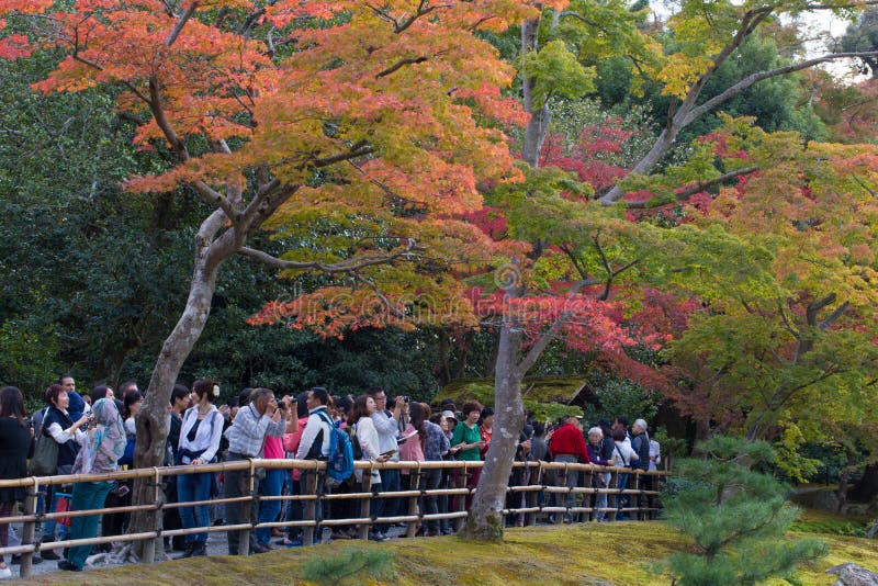 KYOTO, JAPÓN - el turista de NOVIEMBRE 8,2015 cantó en el templo de Kinkaku-ji que miraba y que capturaba en el Pavillian de oro fotografía de archivo libre de regalías KYOTO, JAPÓN - el turista de NOVIEMBRE 8,2015 cantó en el templo de Kinkaku-ji que miraba y que capturaba en el Pavillian de oro fotografía de archivo libre de regalías