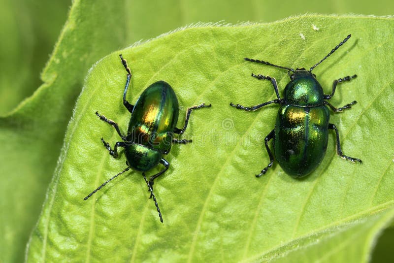 Käfer lizenzfreies stockbild Käfer lizenzfreies stockbild